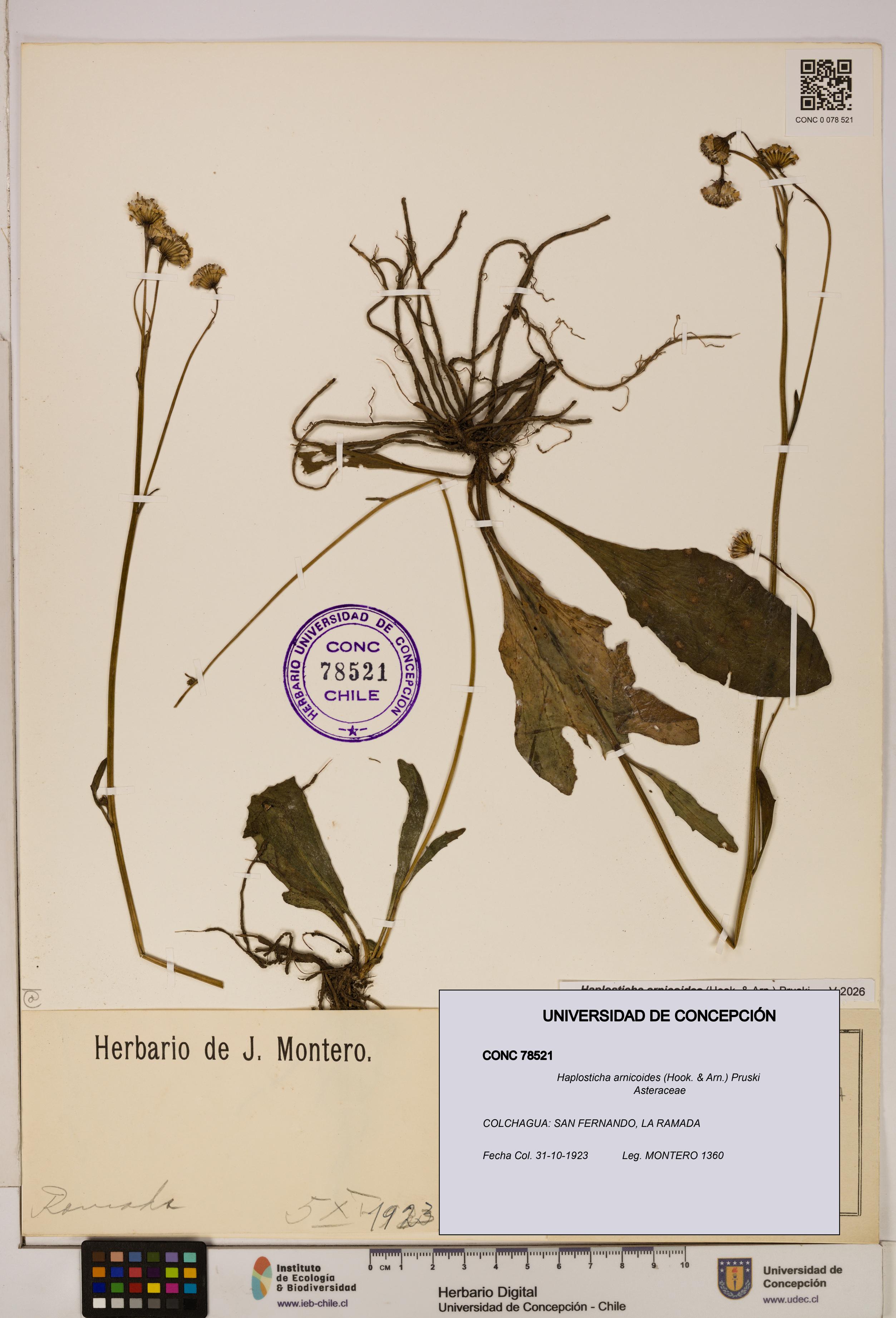 Haplosticha arnicoides [Espécimen: UDEC:CONC:0078521]