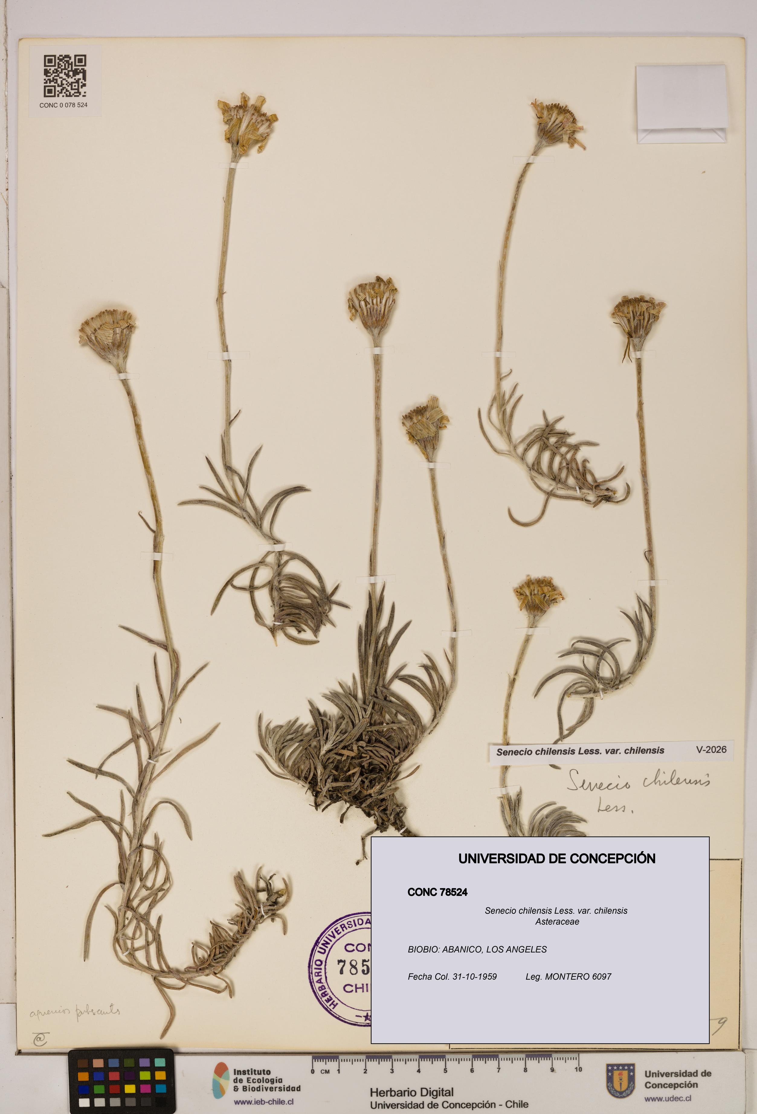 Senecio chilensis var. chilensis [Espécimen: UDEC:CONC:0078524]