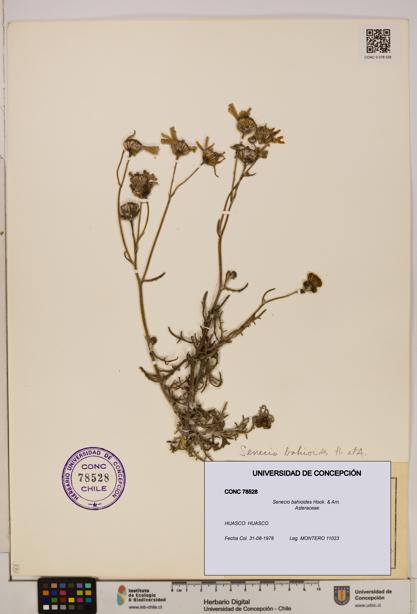 Senecio bahioides [Espécimen: UDEC:CONC:0078528]