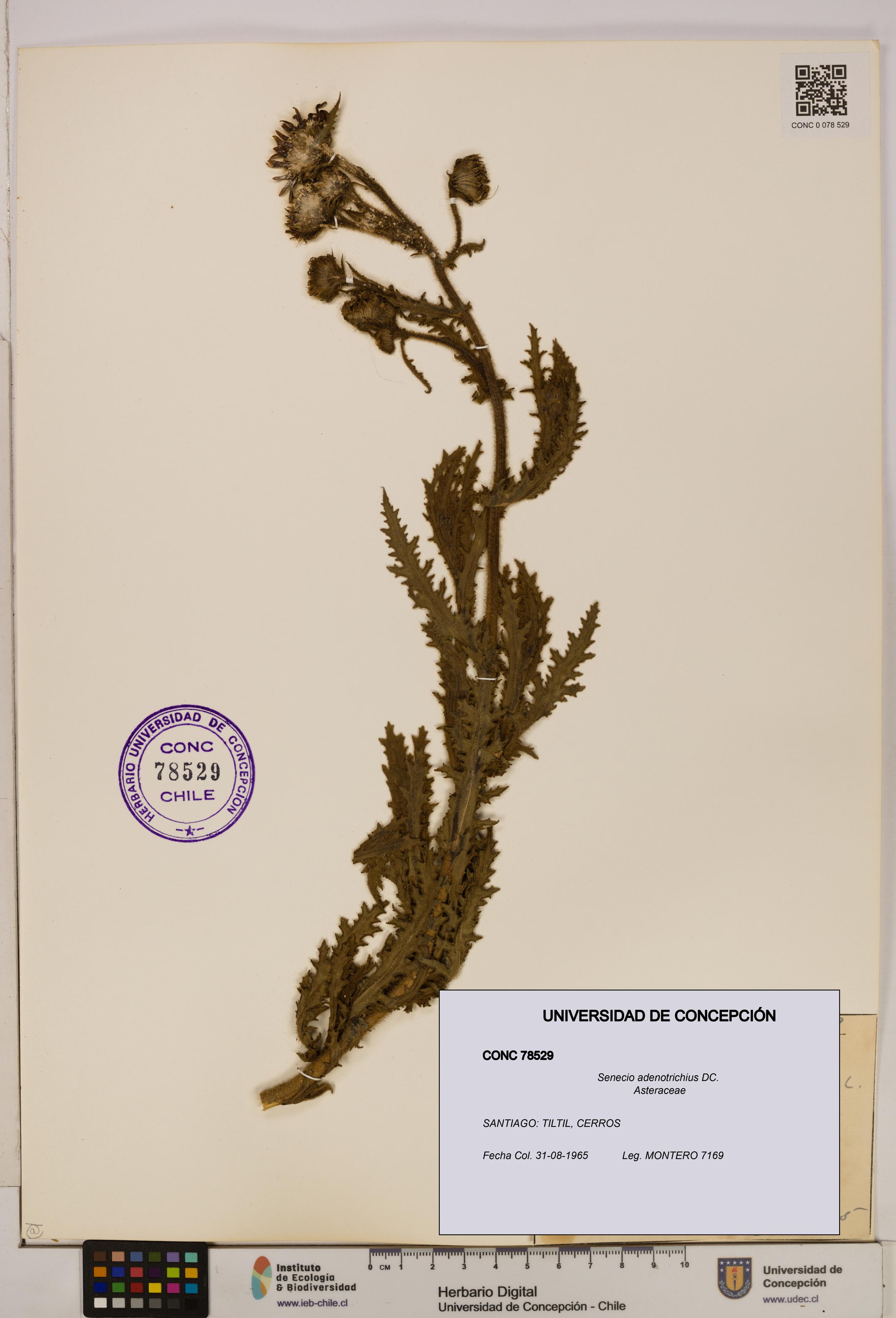 Senecio adenotrichius [Espécimen: UDEC:CONC:0078529]