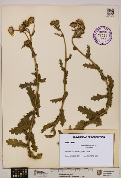Senecio adenotrichius [Espécimen: UDEC:CONC:0078530]