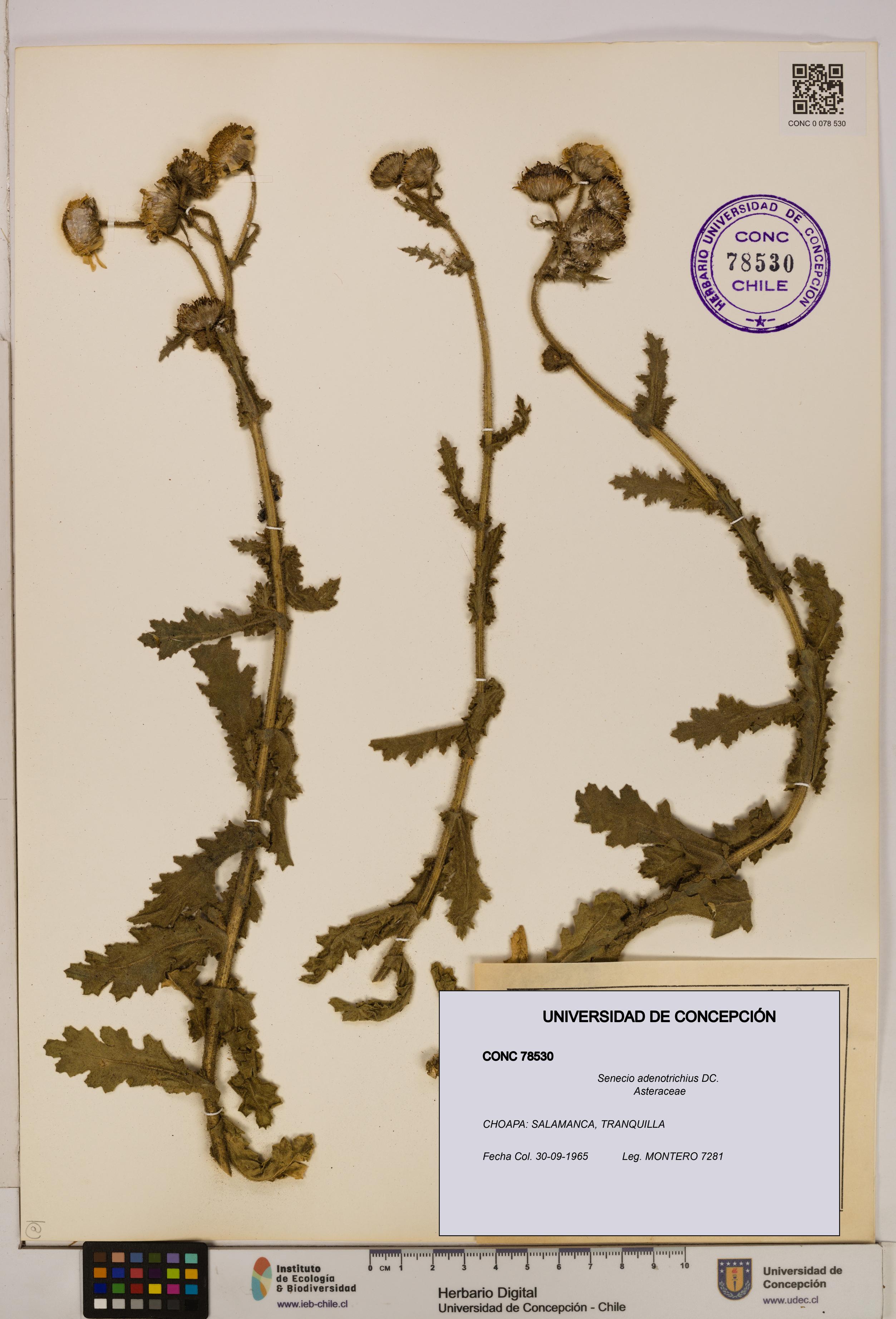 Senecio adenotrichius [Espécimen: UDEC:CONC:0078530]