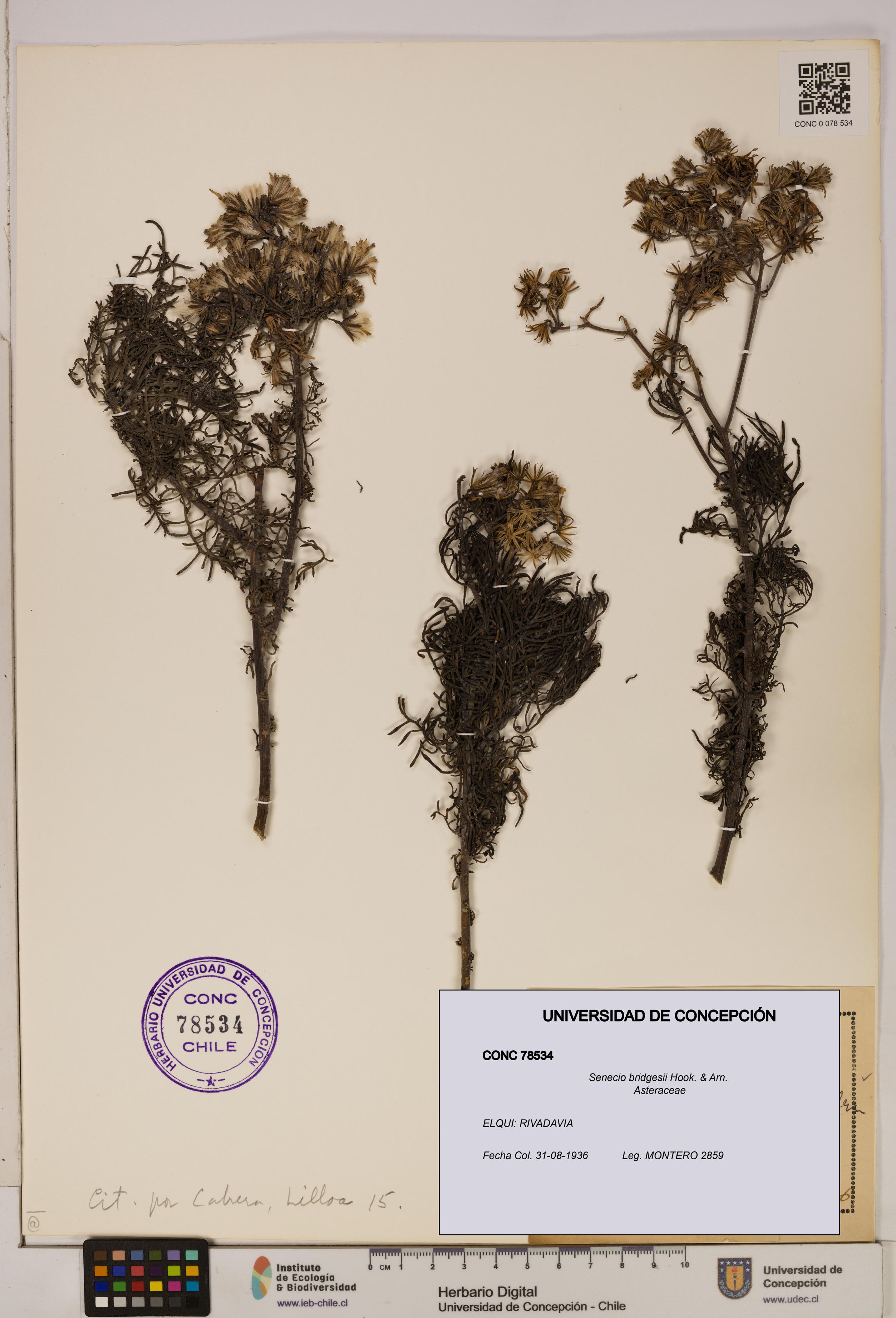 Senecio bridgesii [Espécimen: UDEC:CONC:0078534]