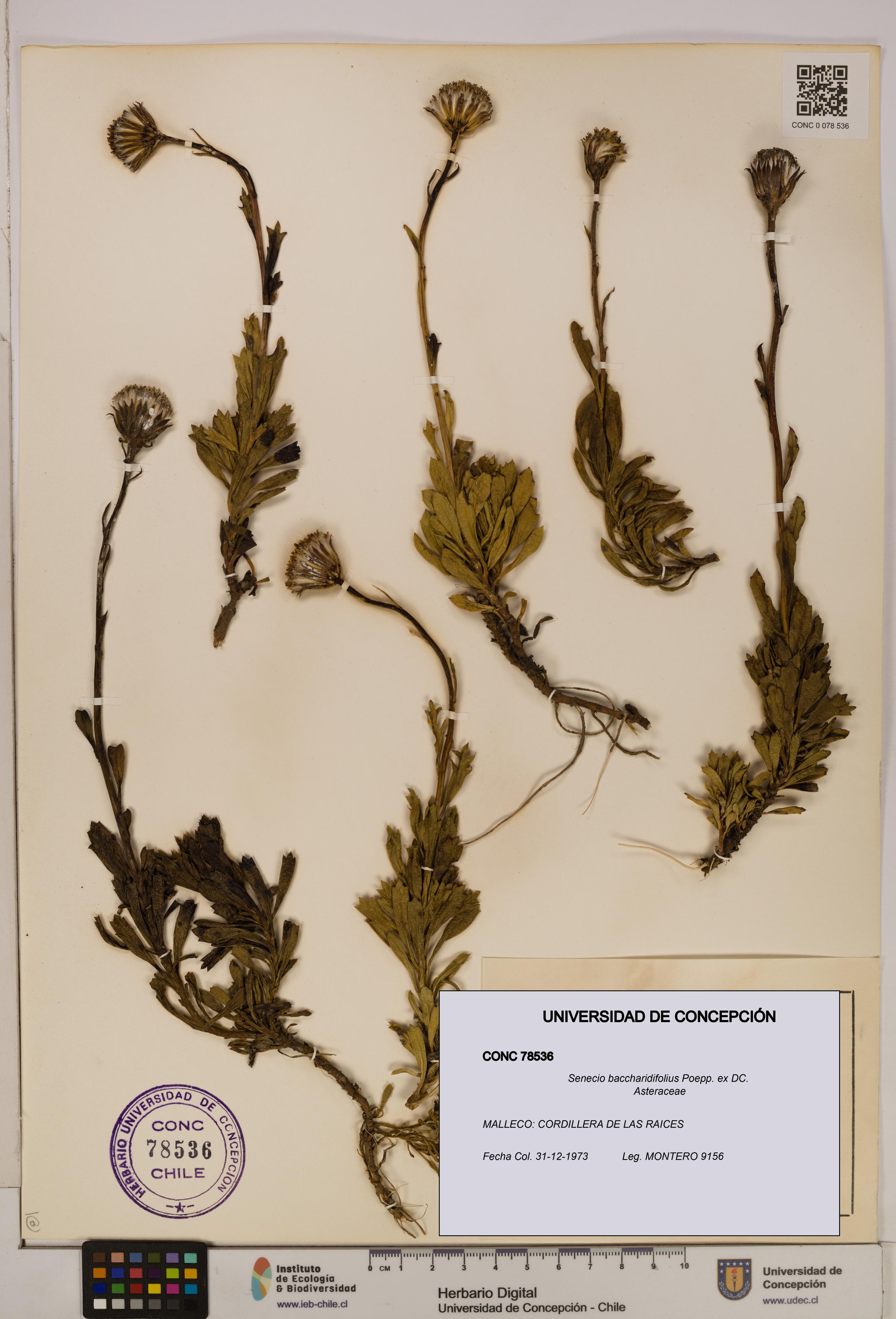Senecio baccharidifolius [Espécimen: UDEC:CONC:0078536]