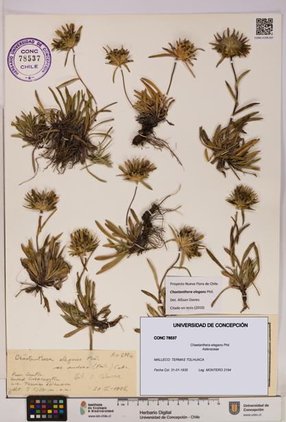 Chaetanthera elegans [Espécimen: UDEC:CONC:0078537]