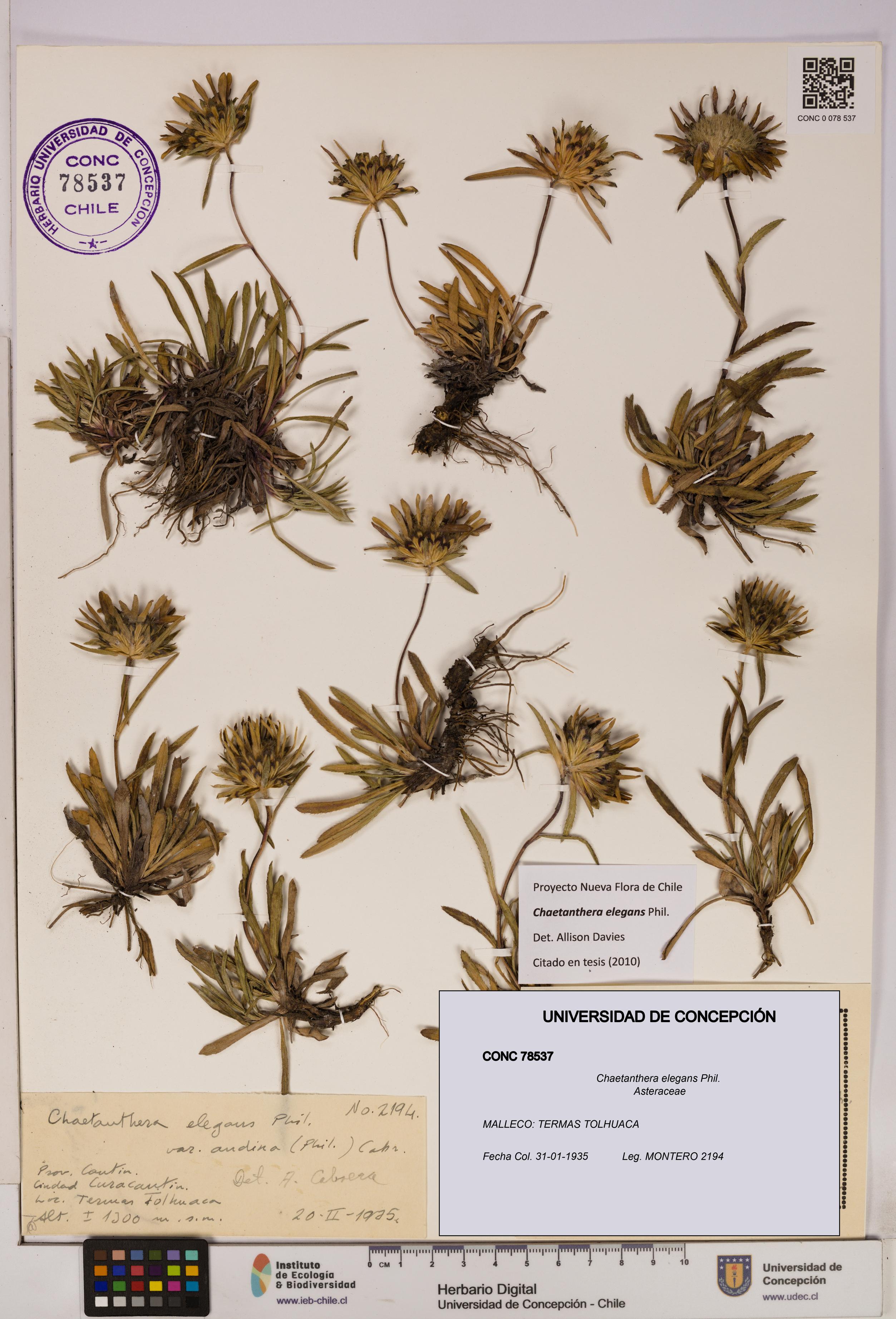 Chaetanthera elegans [Espécimen: UDEC:CONC:0078537]