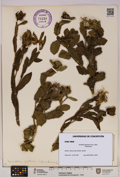 Grindelia glutinosa [Espécimen: UDEC:CONC:0078538]