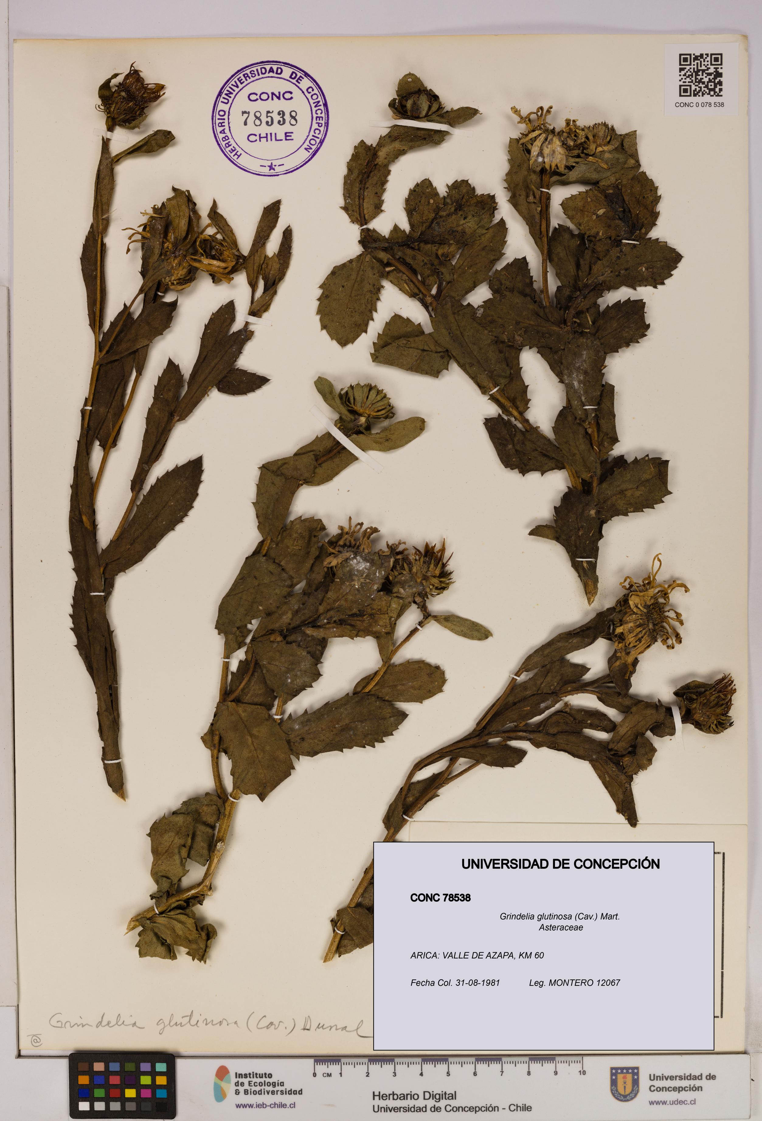 Grindelia glutinosa [Espécimen: UDEC:CONC:0078538]