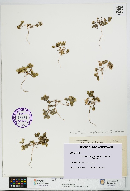 Chaetanthera euphrasioides [Espécimen: UDEC:CONC:0078539]