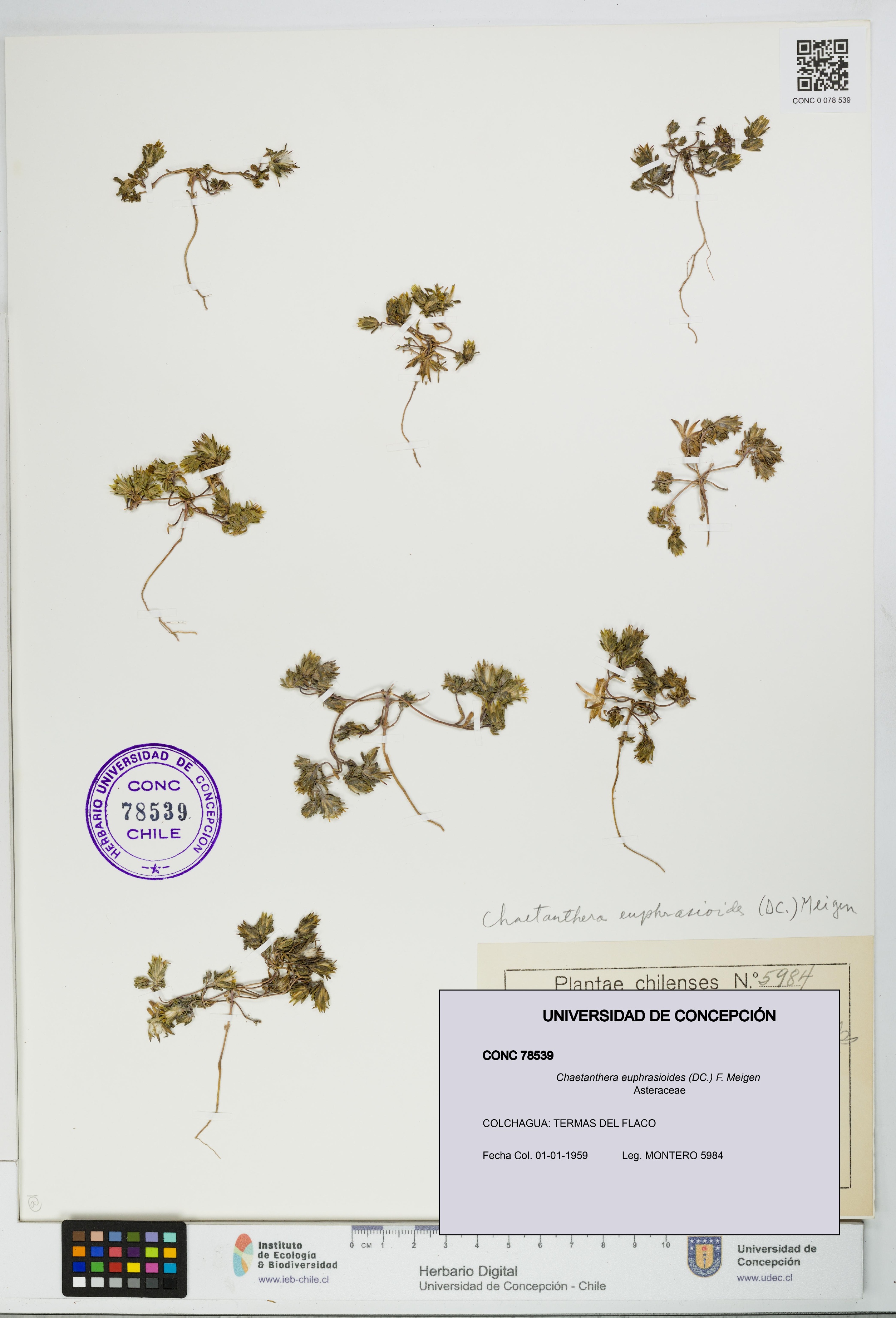 Chaetanthera euphrasioides [Espécimen: UDEC:CONC:0078539]