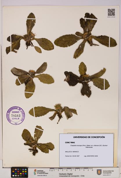Chaptalia exscapa var. chilensis [Espécimen: UDEC:CONC:0078542]