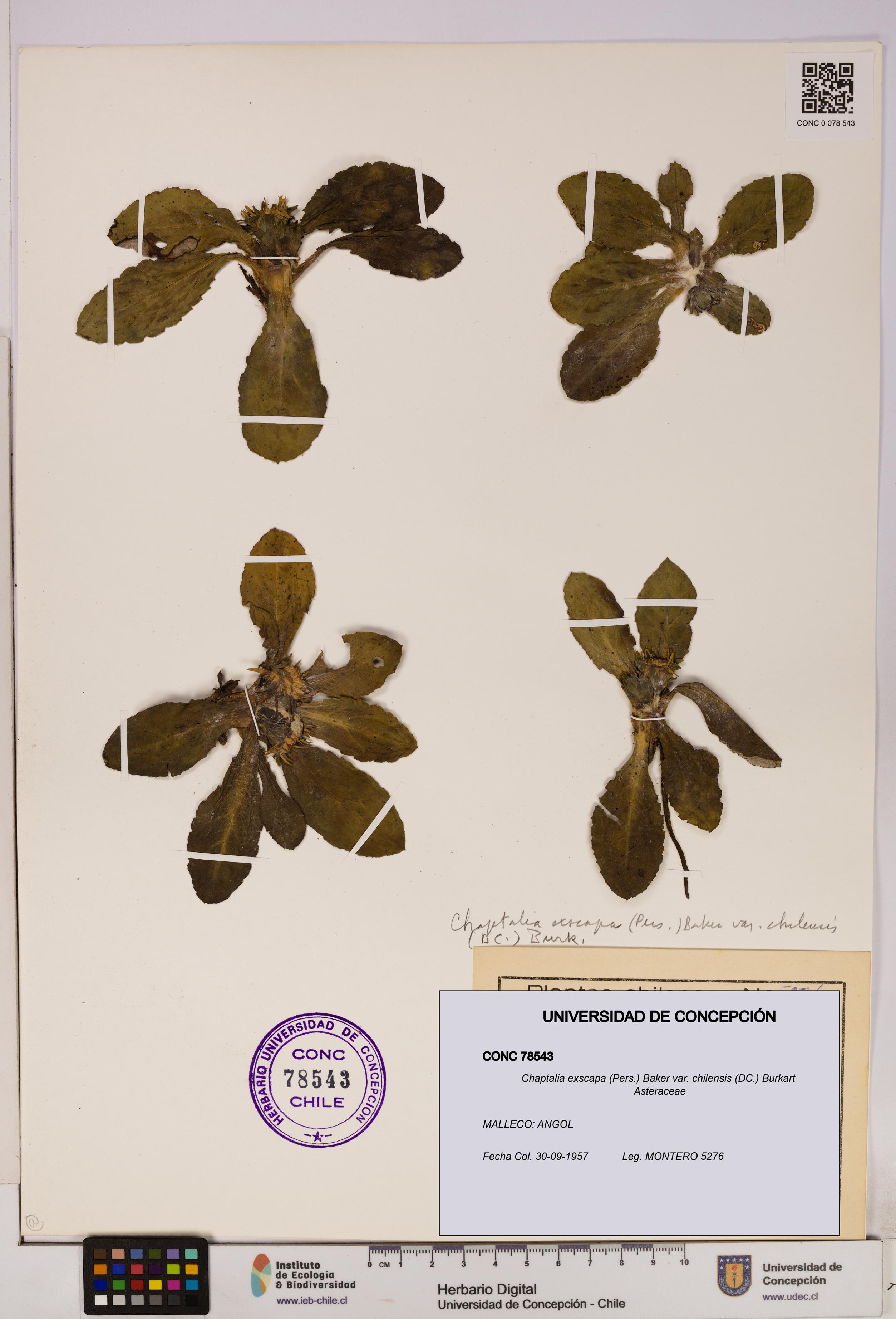 Chaptalia exscapa var. chilensis [Espécimen: UDEC:CONC:0078543]