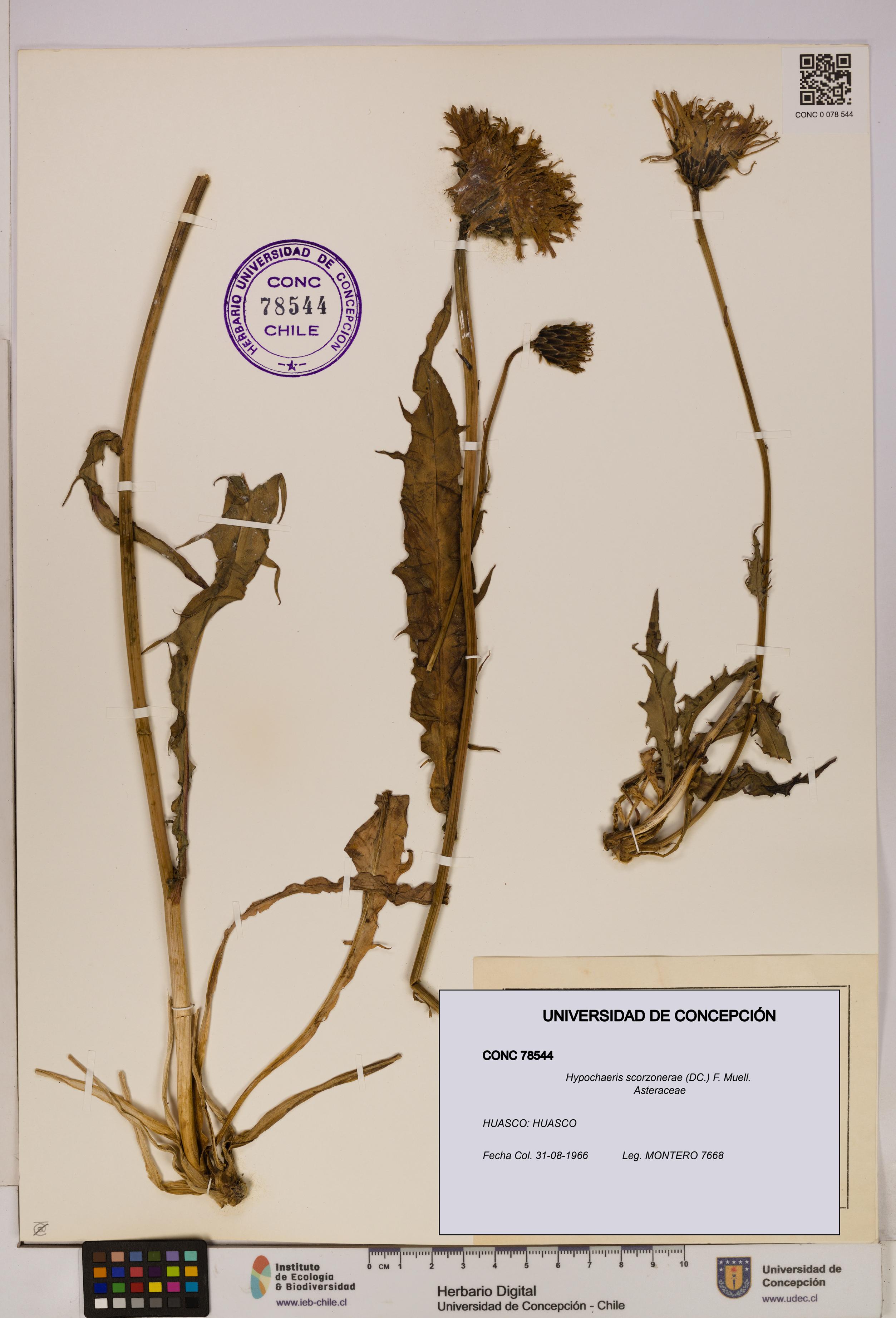 Hypochaeris scorzonerae [Espécimen: UDEC:CONC:0078544]