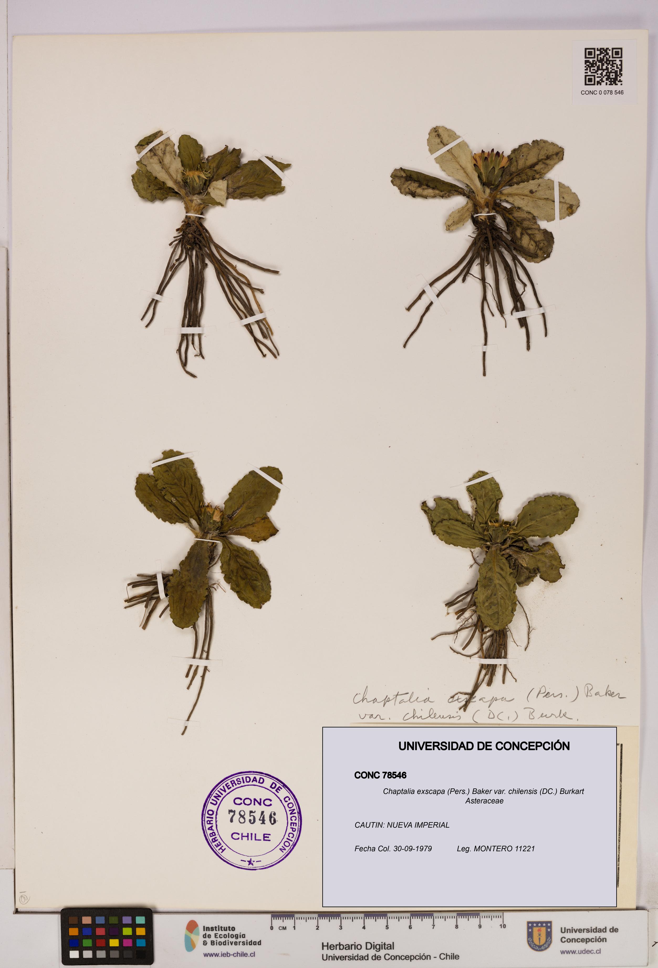 Chaptalia exscapa var. chilensis [Espécimen: UDEC:CONC:0078546]