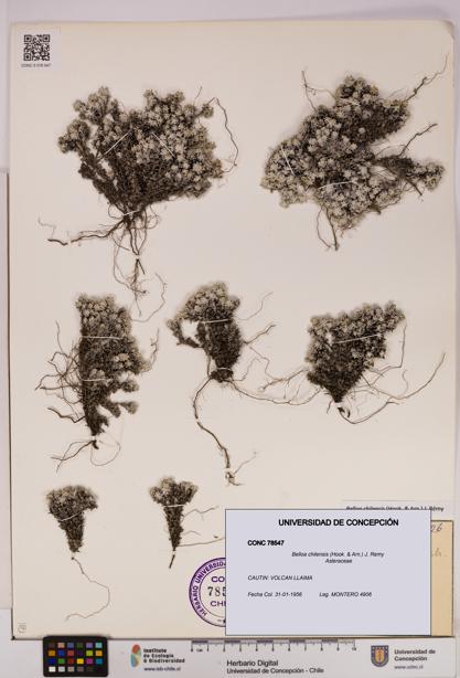 Belloa chilensis [Espécimen: UDEC:CONC:0078547]