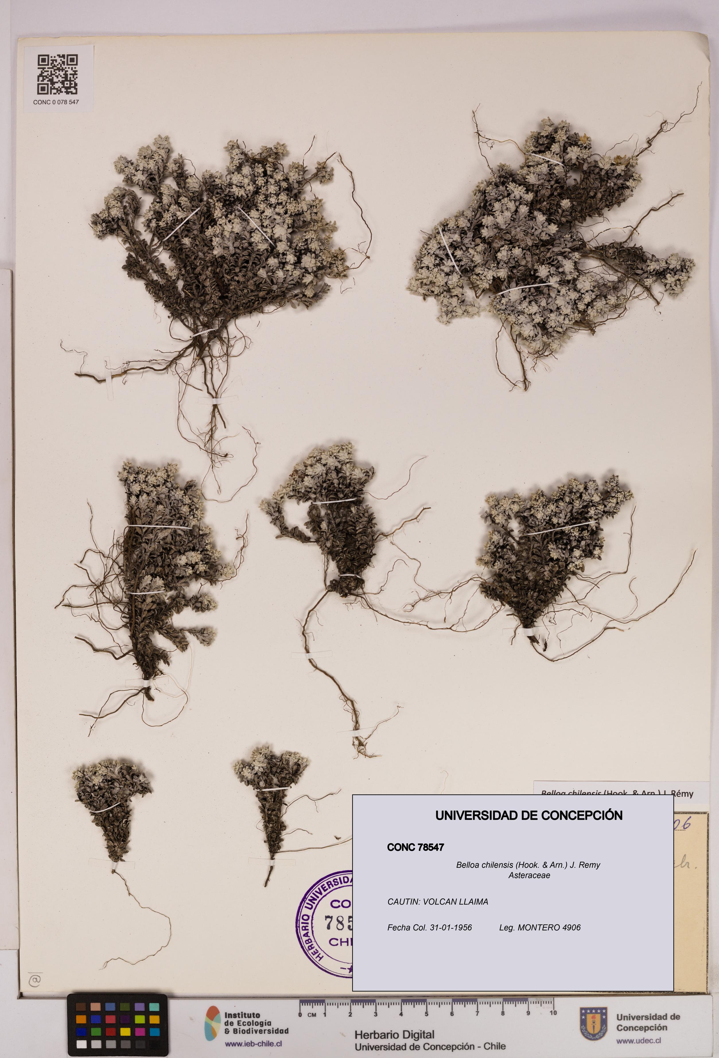 Belloa chilensis [Espécimen: UDEC:CONC:0078547]