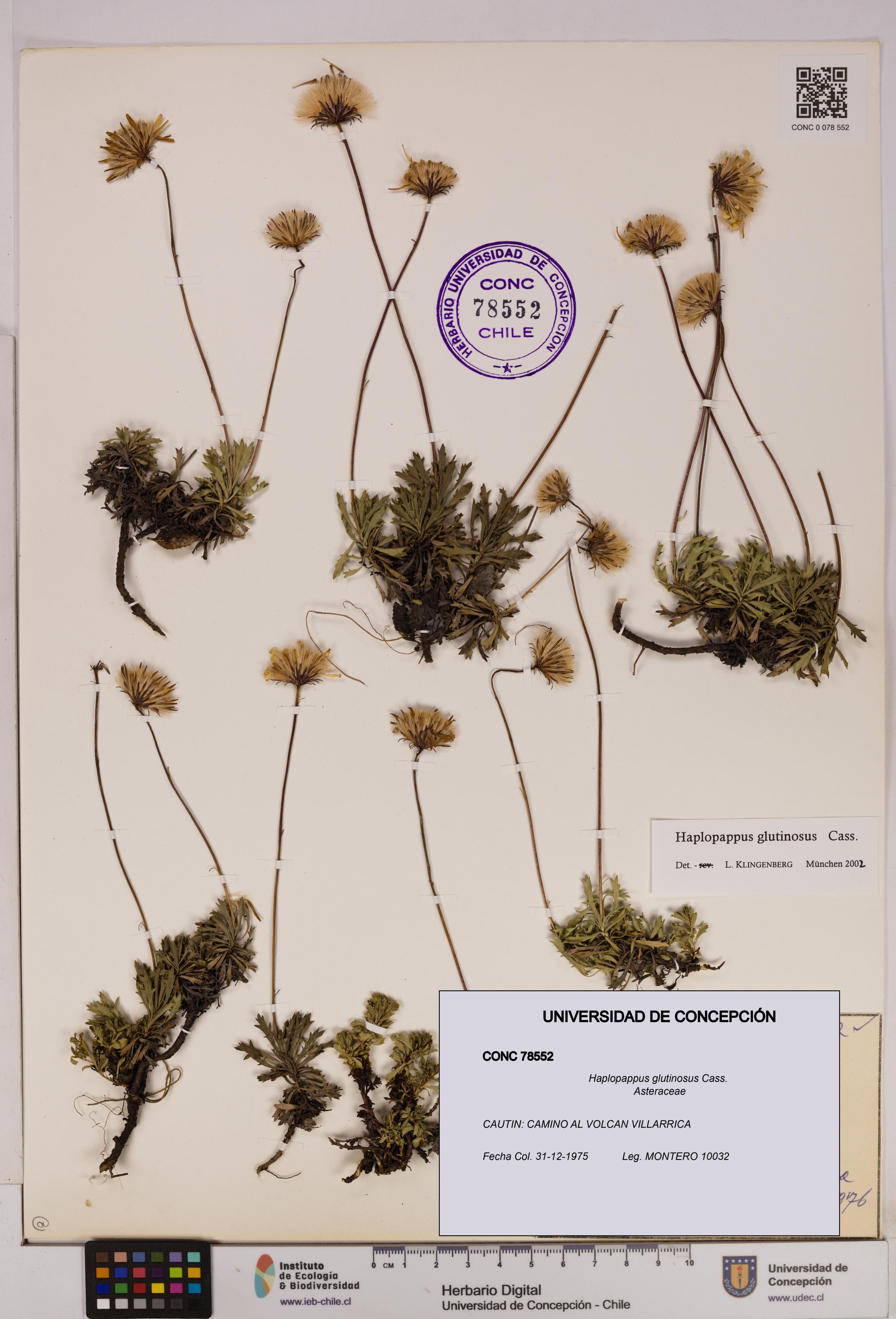 Haplopappus glutinosus [Espécimen: UDEC:CONC:0078552]