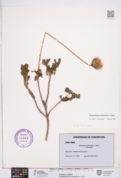 Haplopappus arbutoides [Espécimen: ]