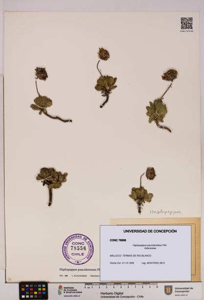 Haplopappus paucidentatus [Espécimen: UDEC:CONC:0078556]