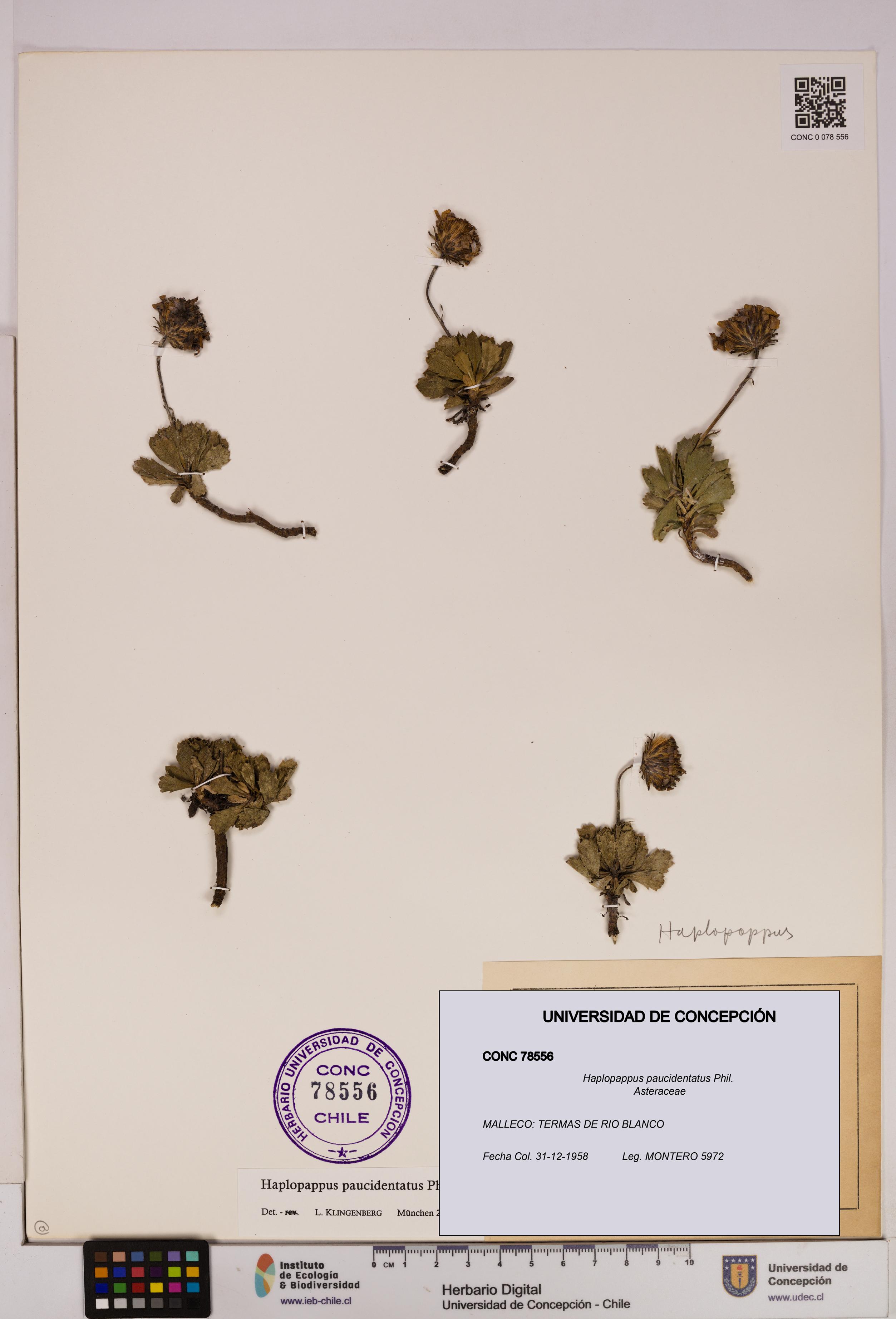 Haplopappus paucidentatus [Espécimen: UDEC:CONC:0078556]