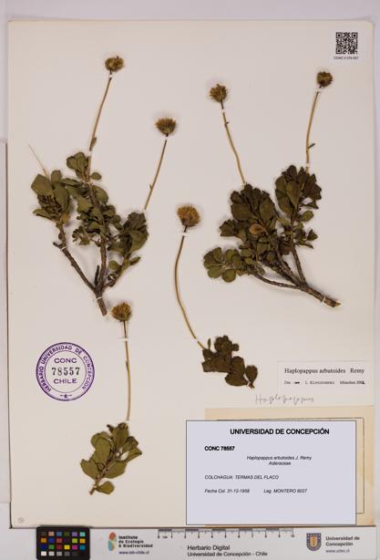 Haplopappus arbutoides [Espécimen: UDEC:CONC:0078557]