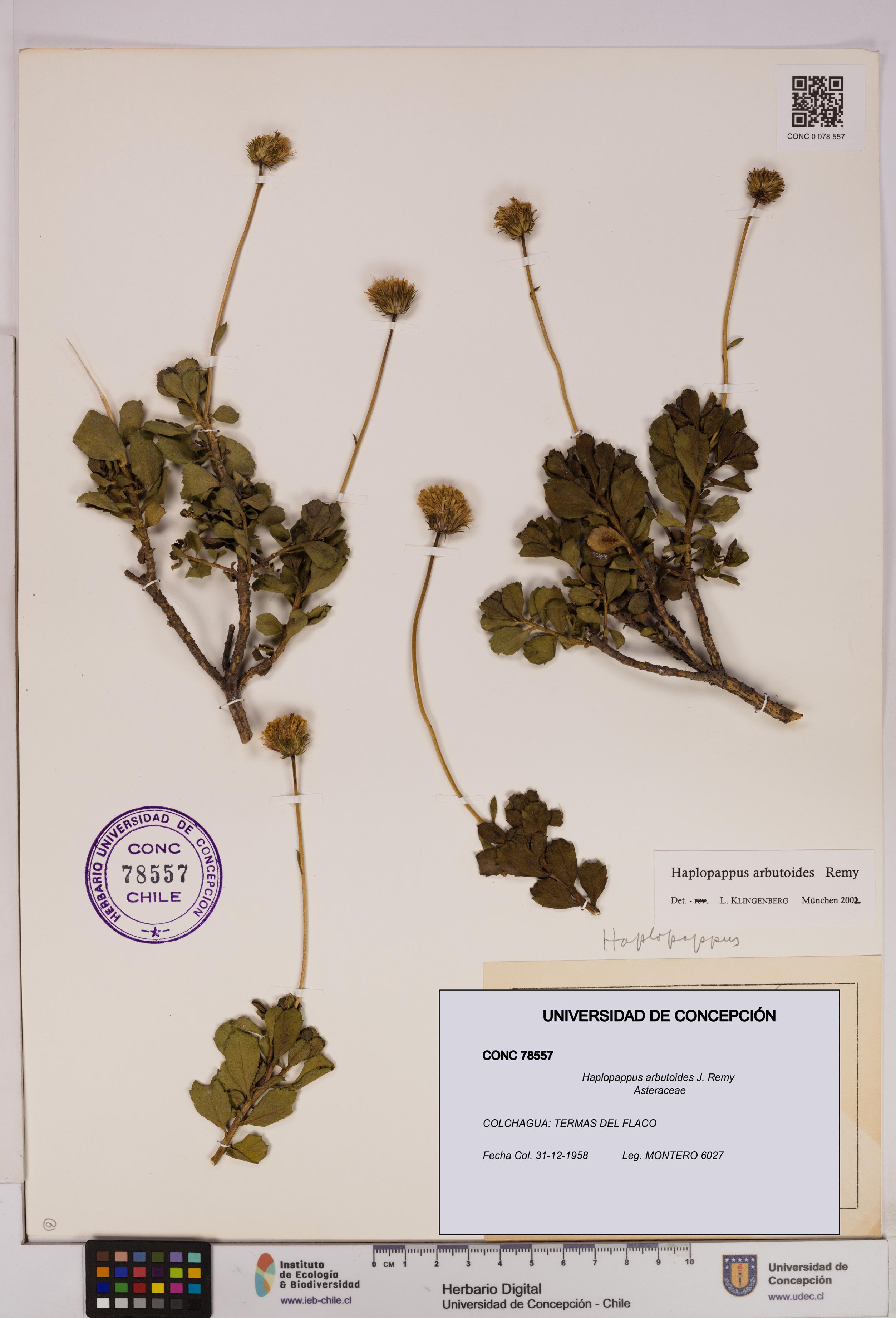 Haplopappus arbutoides [Espécimen: UDEC:CONC:0078557]