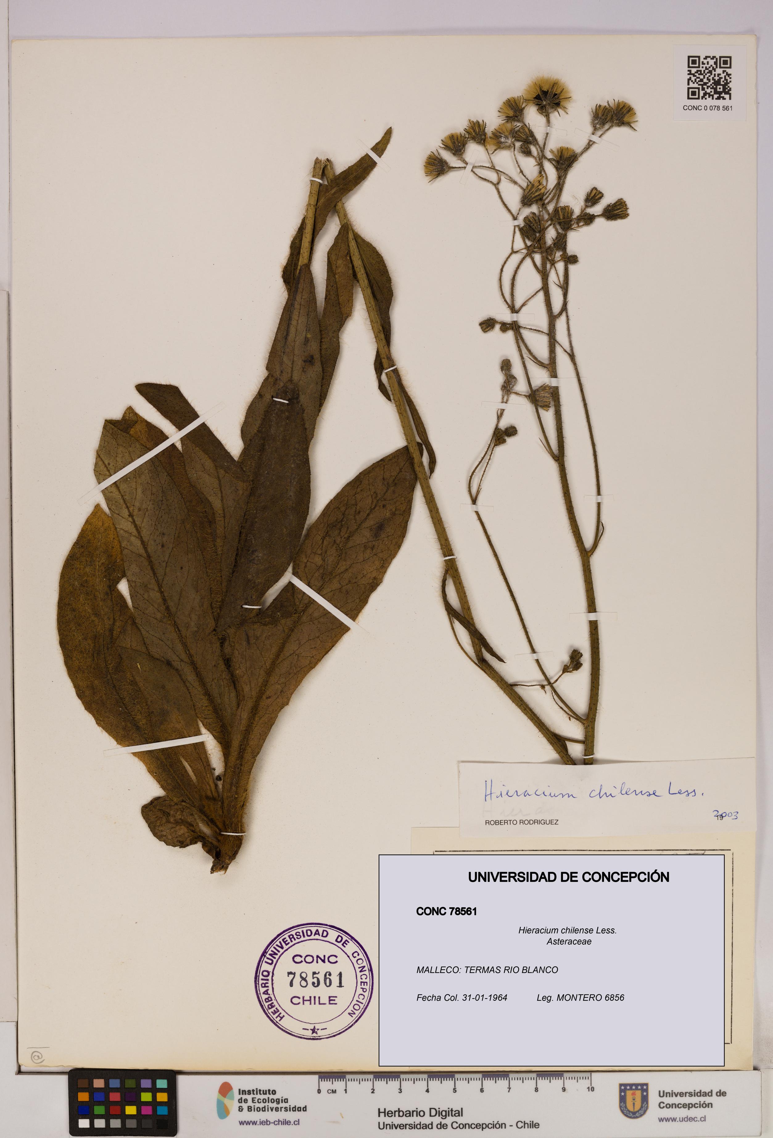Hieracium chilense [Espécimen: UDEC:CONC:0078561]