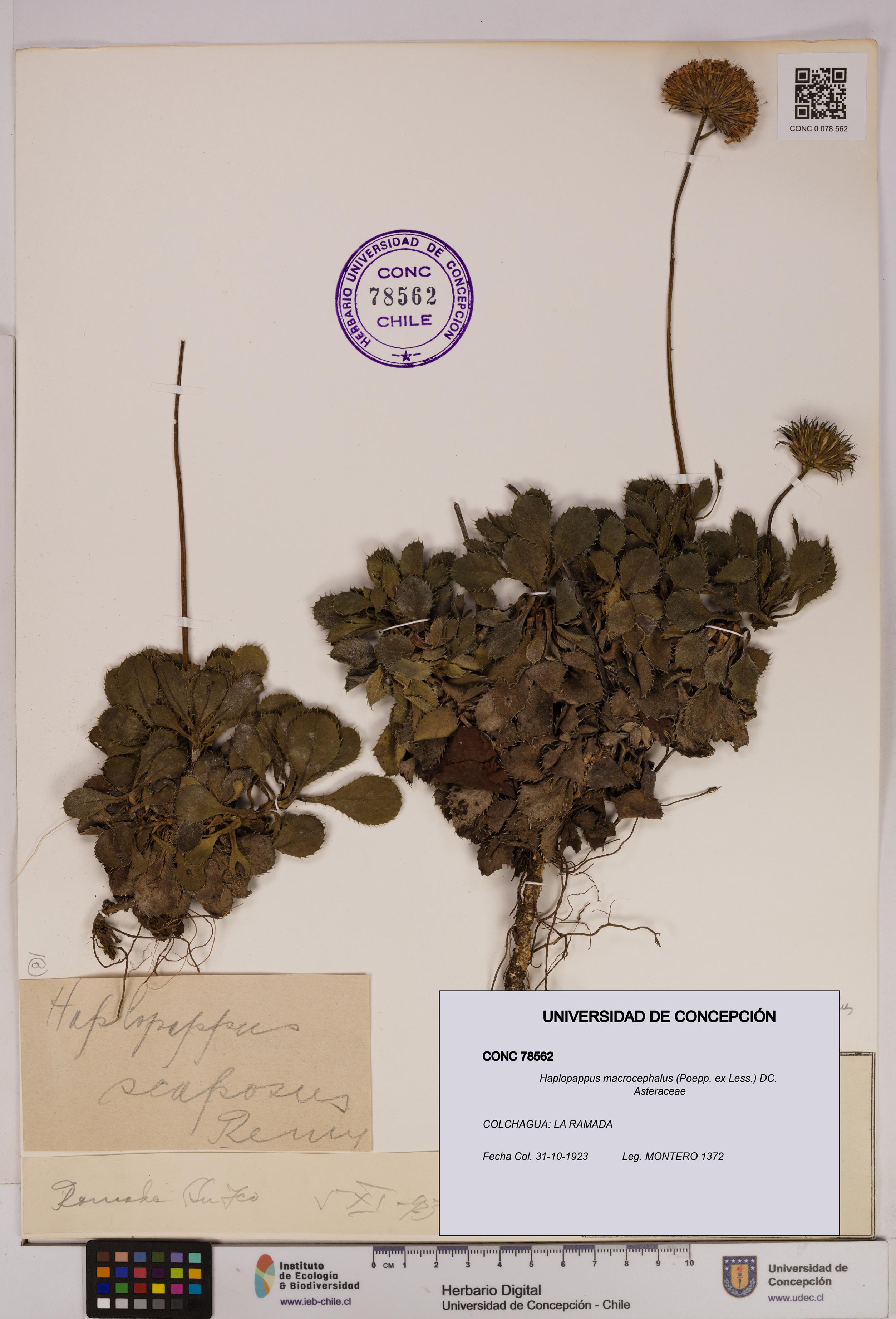 Haplopappus macrocephalus [Espécimen: UDEC:CONC:0078562]
