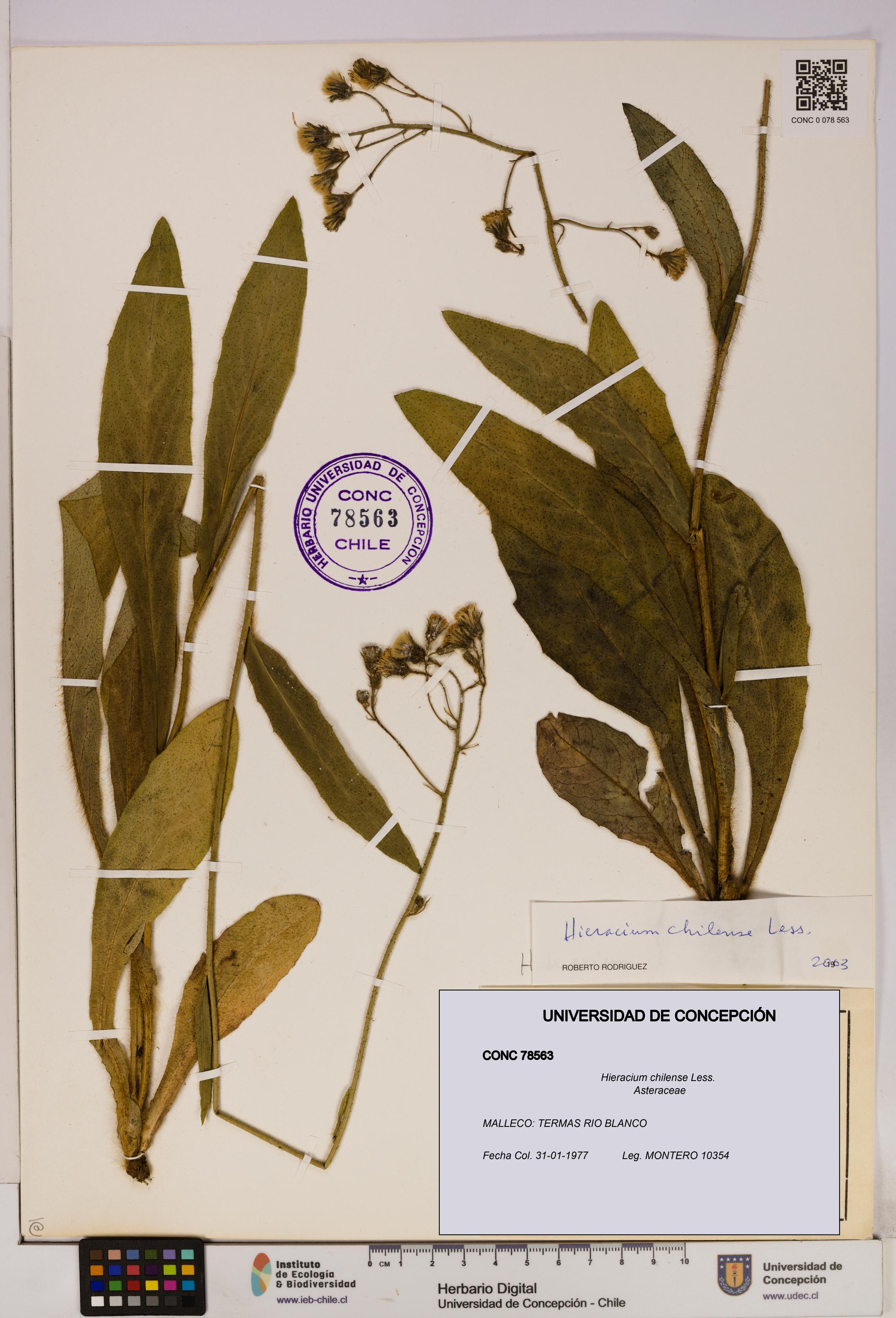 Hieracium chilense [Espécimen: UDEC:CONC:0078563]