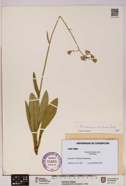 Hieracium chilense [Espécimen: UDEC:CONC:0078564]