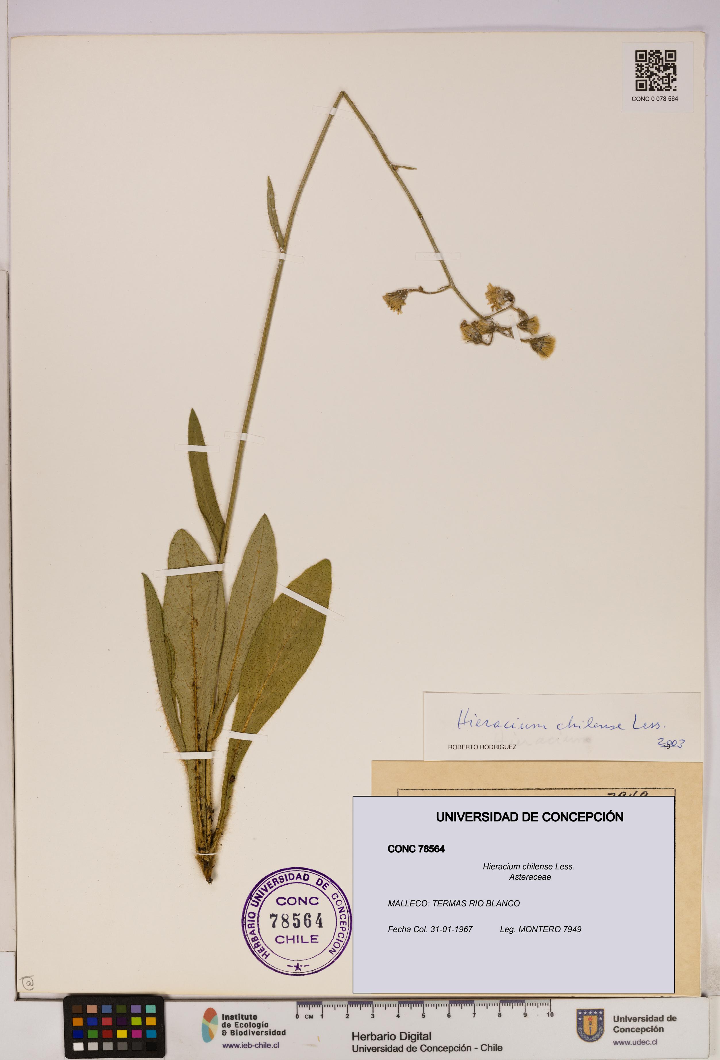 Hieracium chilense [Espécimen: UDEC:CONC:0078564]
