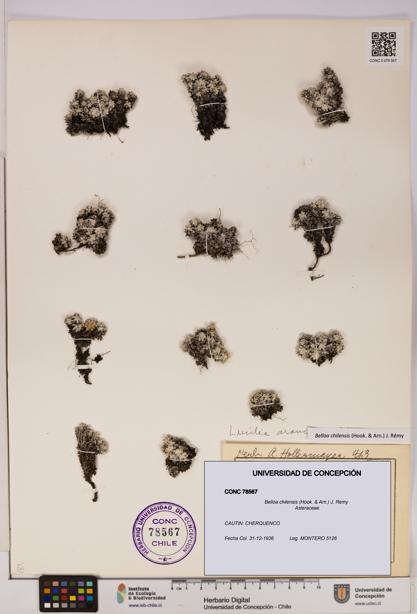 Belloa chilensis [Espécimen: UDEC:CONC:0078567]