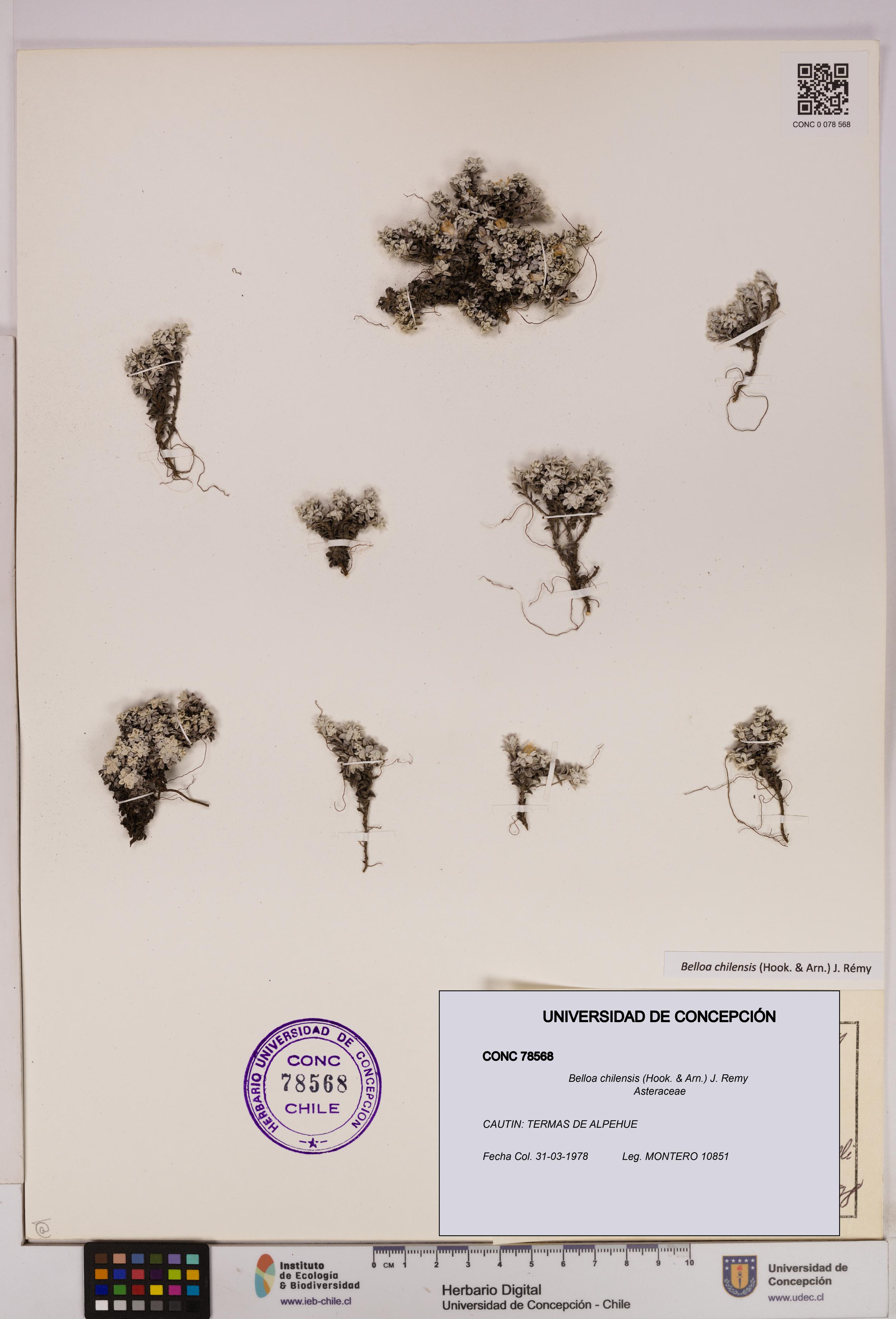Belloa chilensis [Espécimen: UDEC:CONC:0078568]