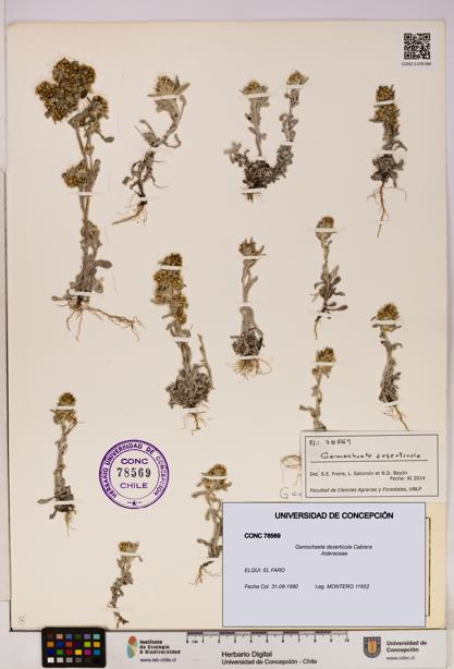 Gamochaeta deserticola [Espécimen: UDEC:CONC:0078569]