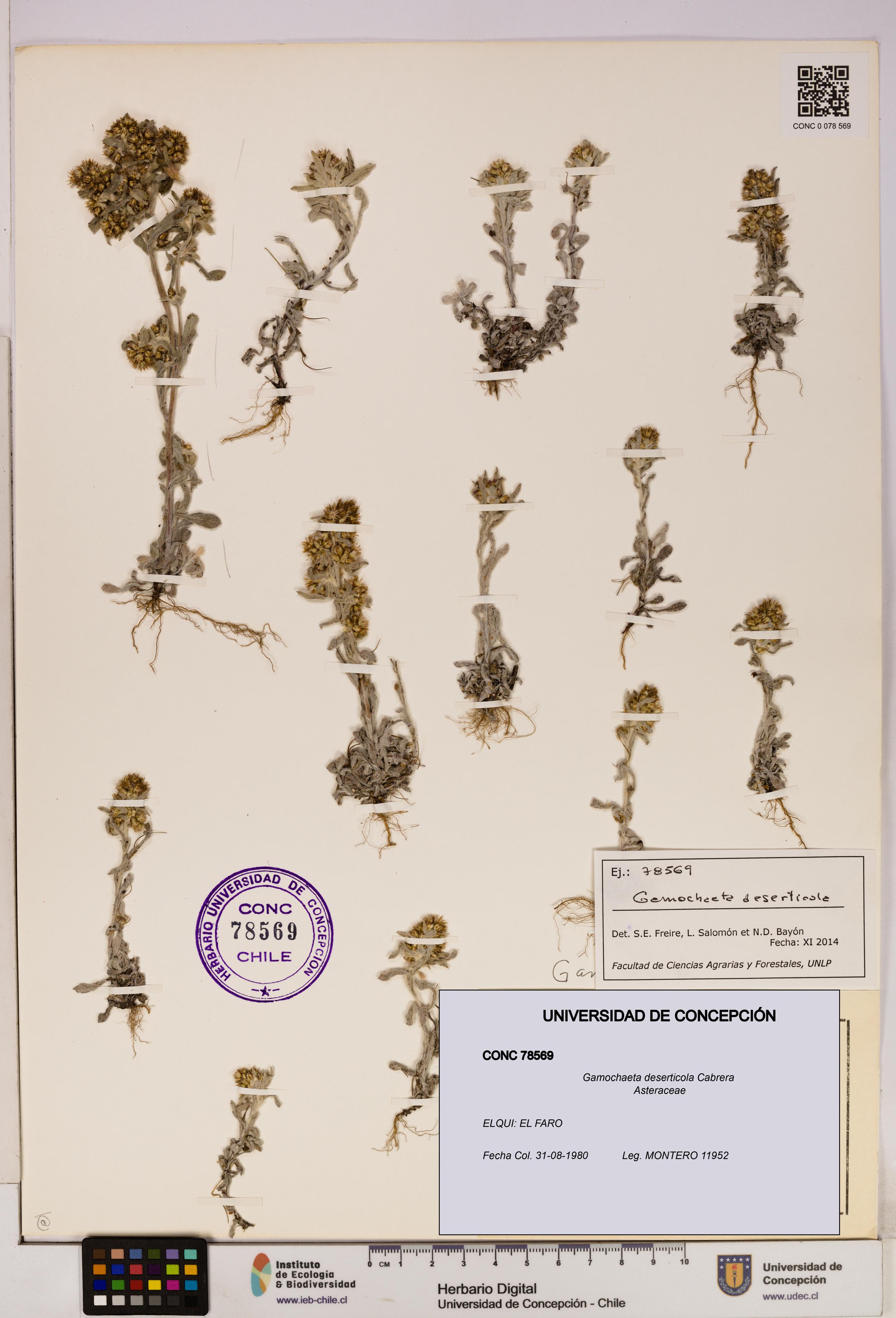 Gamochaeta deserticola [Espécimen: UDEC:CONC:0078569]