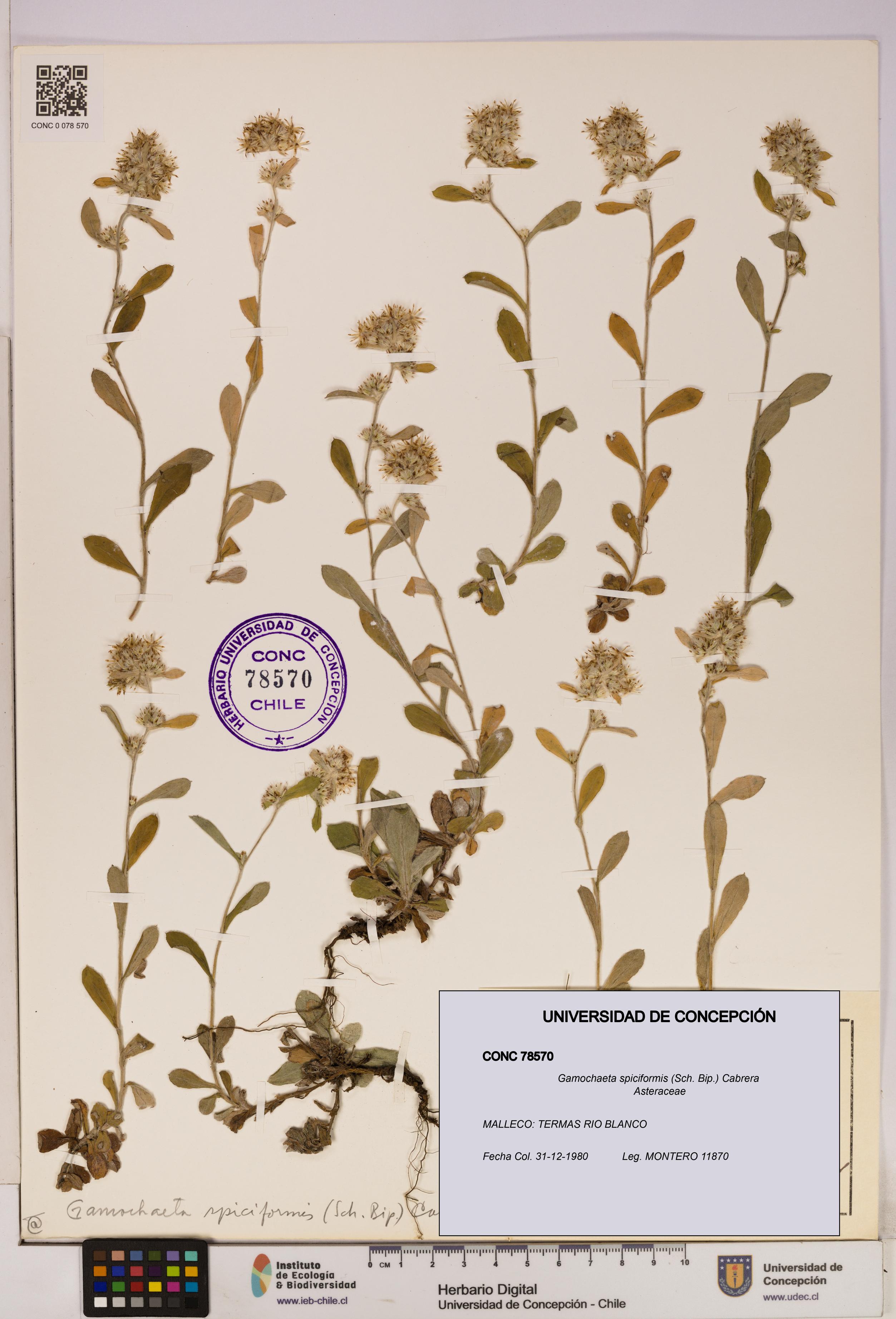 Gamochaeta spiciformis [Espécimen: UDEC:CONC:0078570]