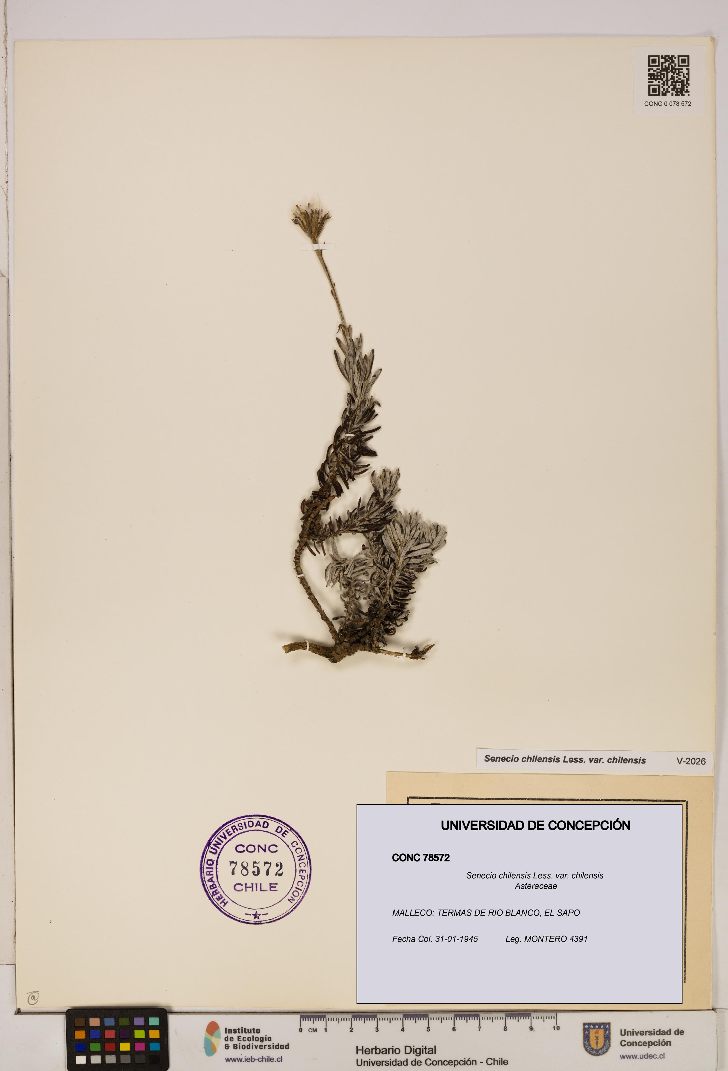 Senecio chilensis var. chilensis [Espécimen: UDEC:CONC:0078572]