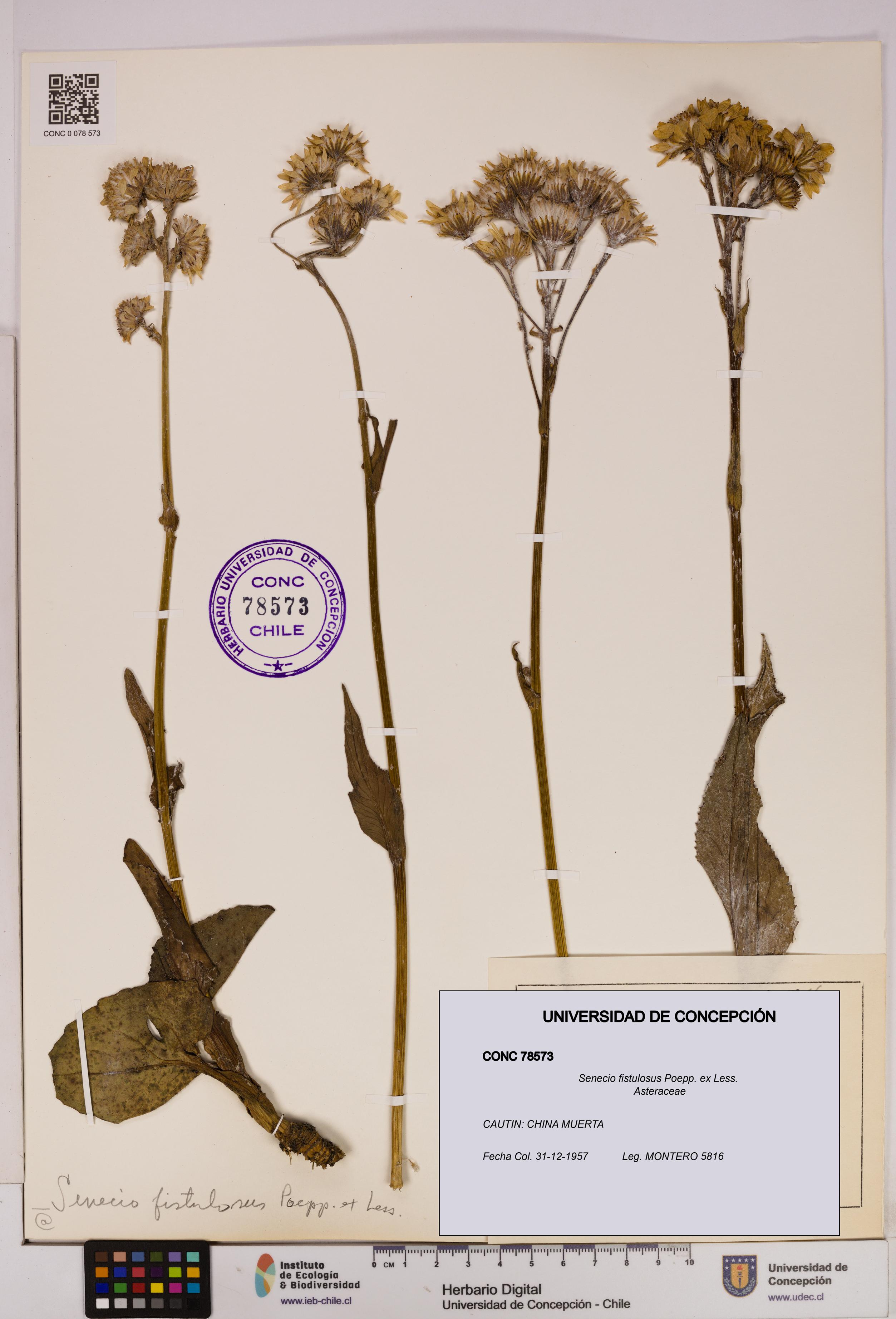 Senecio fistulosus [Espécimen: UDEC:CONC:0078573]