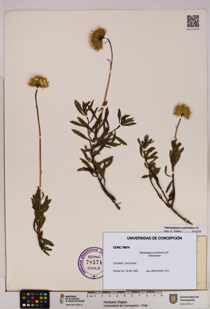 Haplopappus pulchellus [Espécimen: UDEC:CONC:0078574]