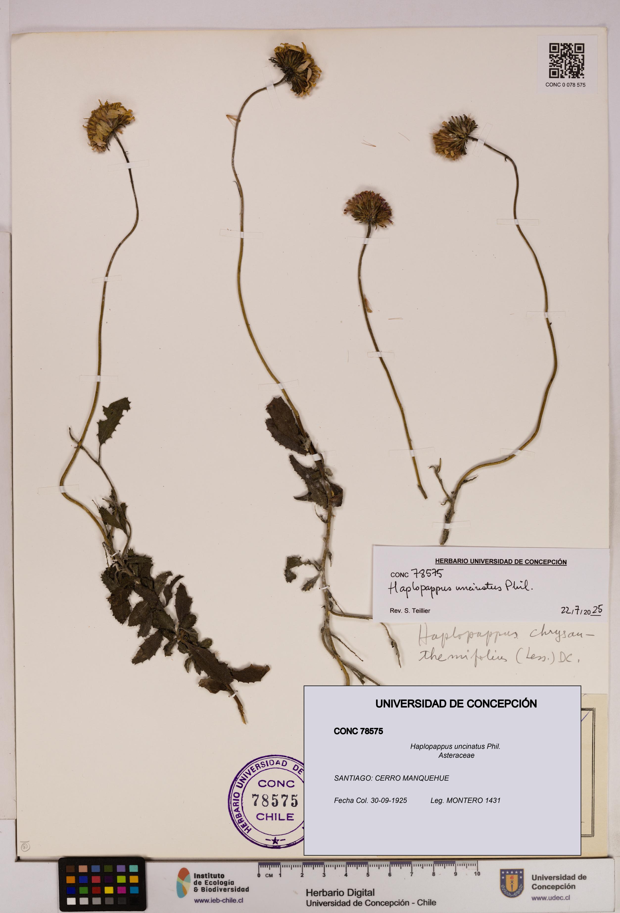 Haplopappus uncinatus [Espécimen: UDEC:CONC:0078575]