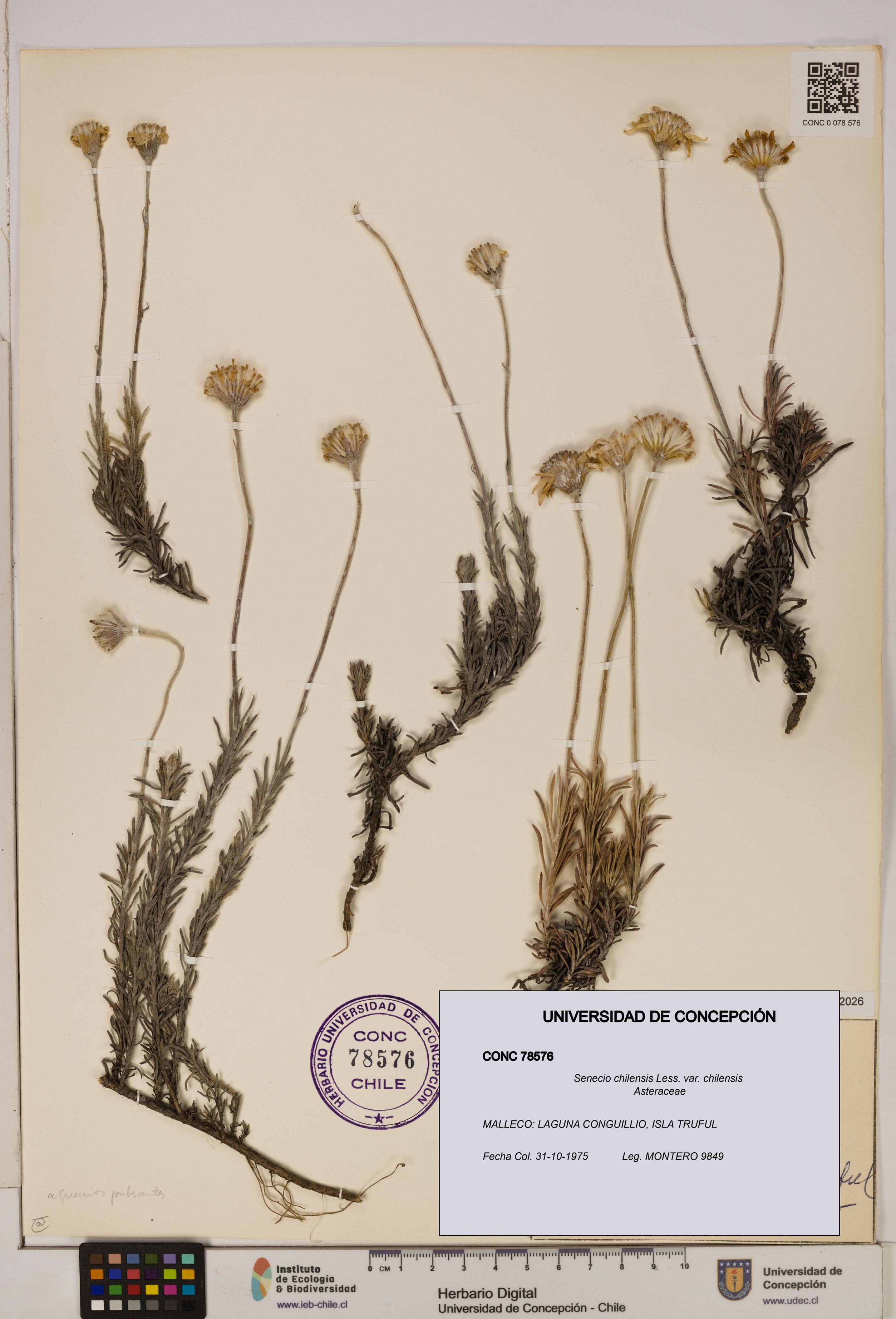 Senecio chilensis var. chilensis [Espécimen: UDEC:CONC:0078576]