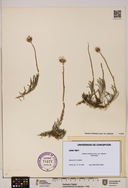 Senecio chilensis var. chilensis [Espécimen: UDEC:CONC:0078577]