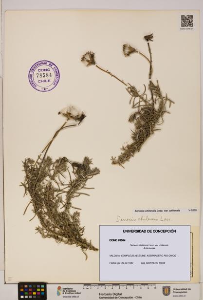 Senecio chilensis var. chilensis [Espécimen: UDEC:CONC:0078584]