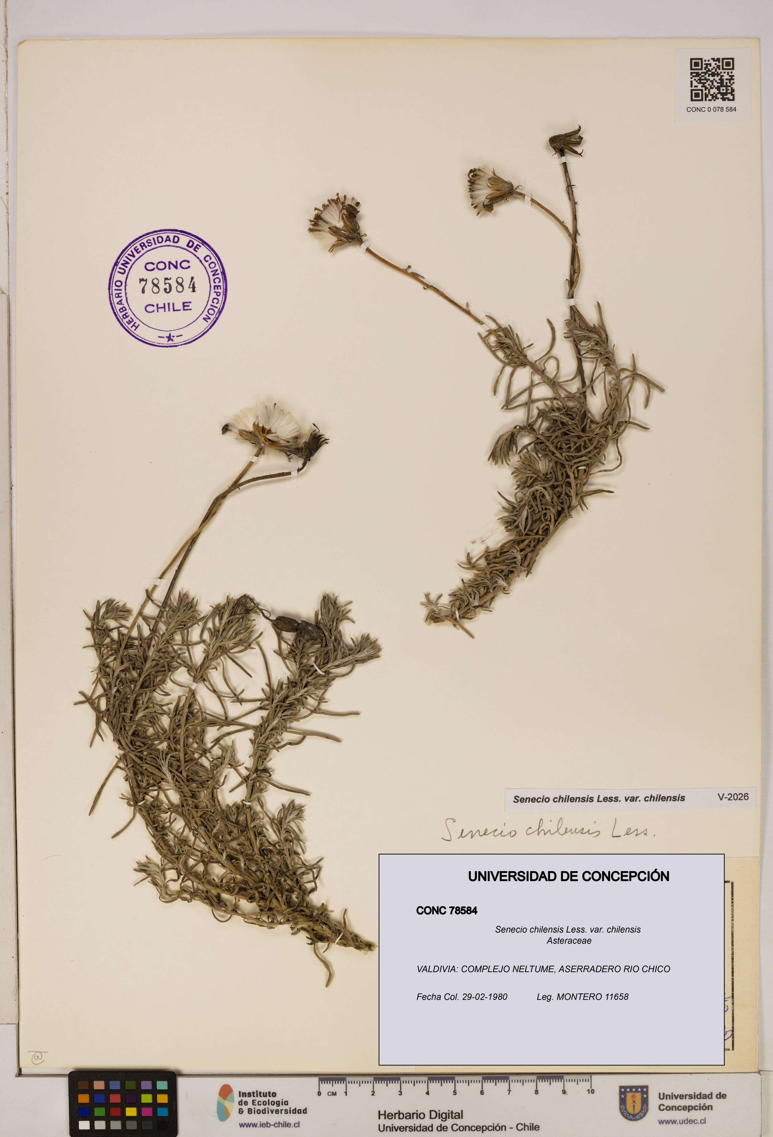 Senecio chilensis var. chilensis [Espécimen: UDEC:CONC:0078584]
