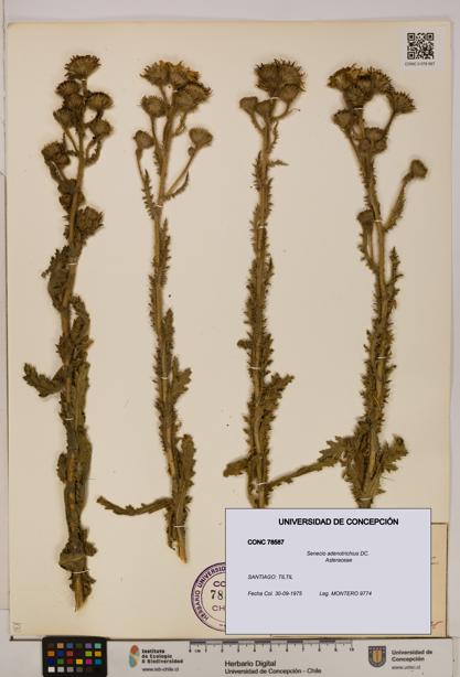 Senecio adenotrichius [Espécimen: UDEC:CONC:0078587]