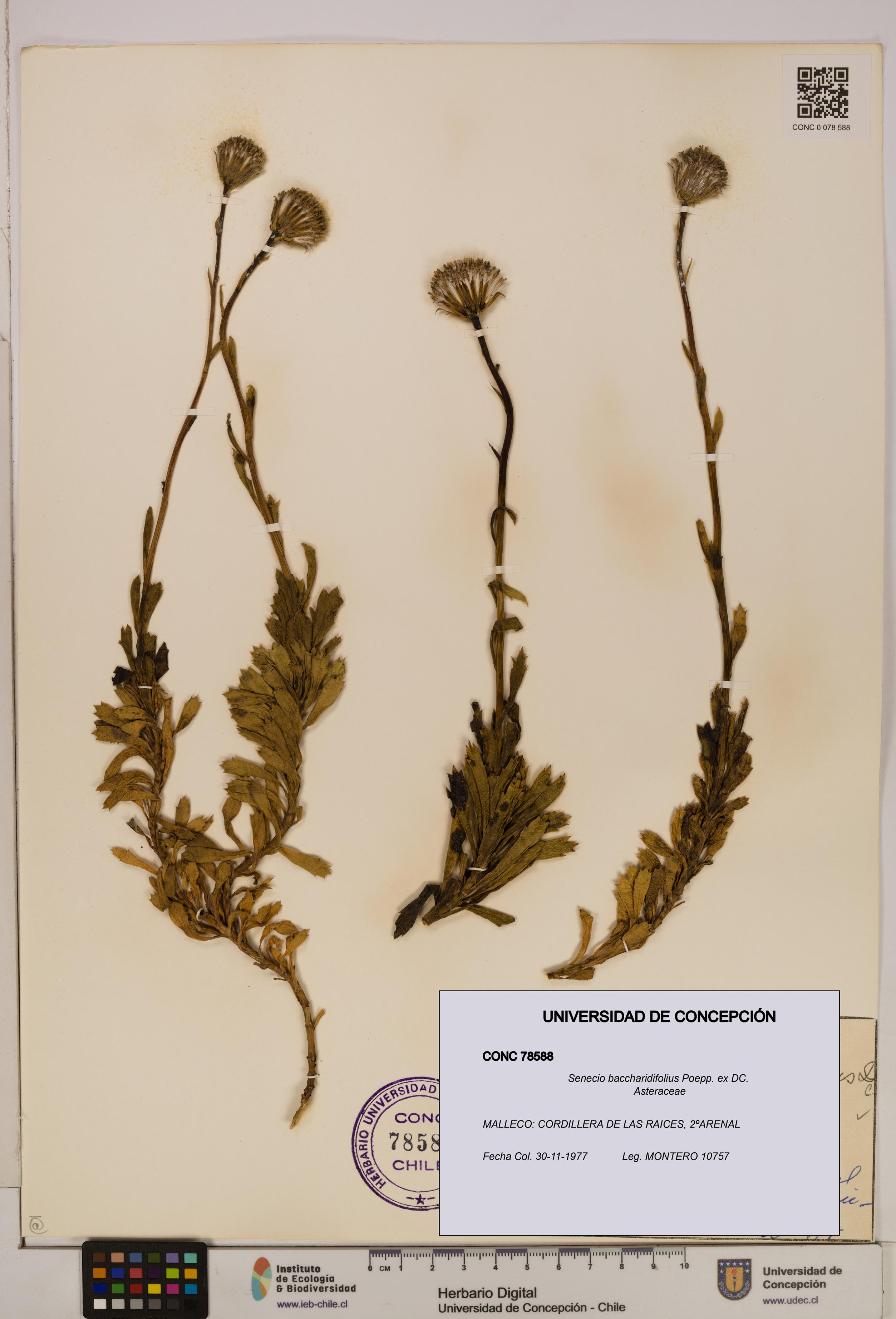 Senecio baccharidifolius [Espécimen: UDEC:CONC:0078588]