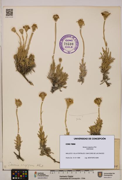 Senecio argyreus [Espécimen: UDEC:CONC:0078590]