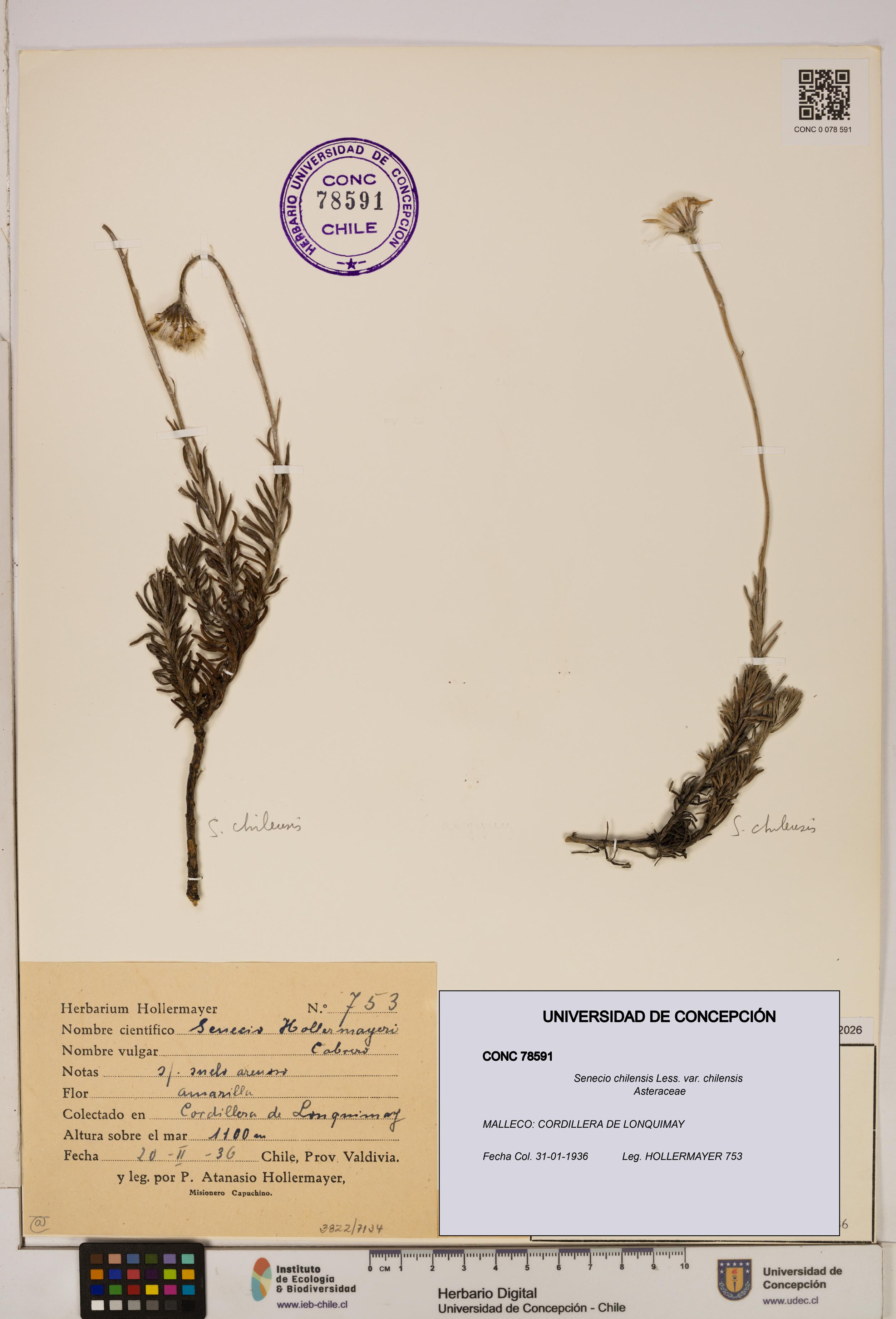 Senecio chilensis var. chilensis [Espécimen: UDEC:CONC:0078591]