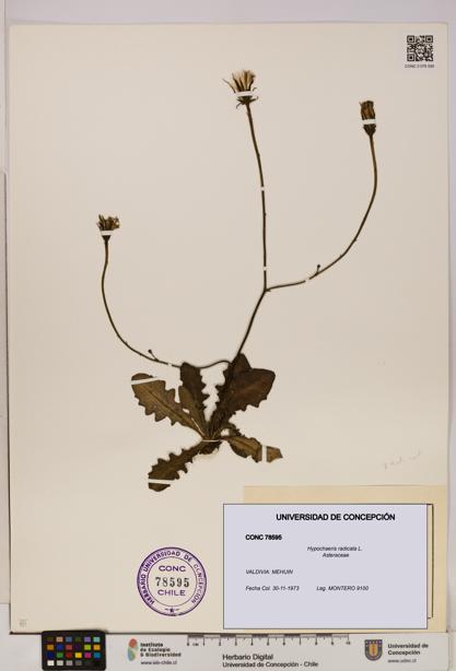 Hypochaeris radicata [Espécimen: UDEC:CONC:0078595]