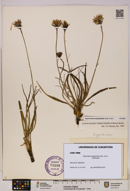 Hypochaeris apargioides [Espécimen: UDEC:CONC:0078596]